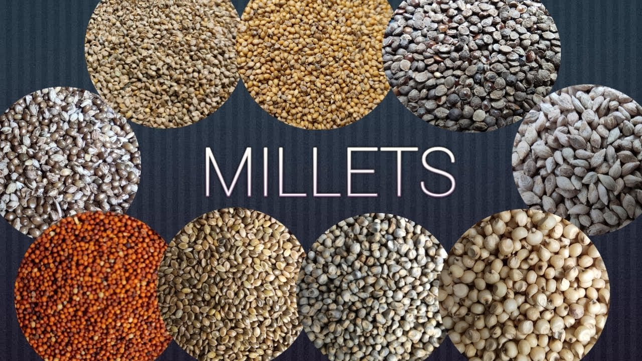 Is Millet Gluten-Free? Nutrition, Risks, and Safe Products