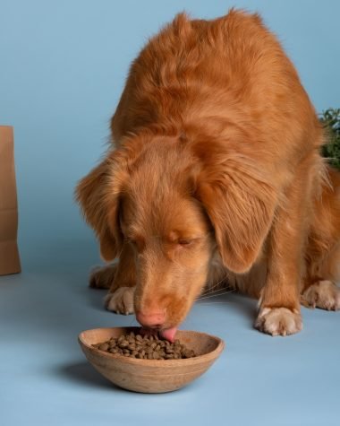 gluten free dog food