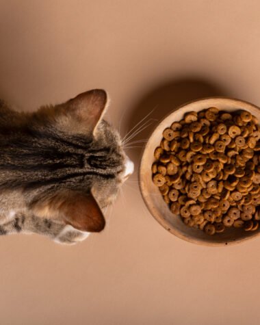Gluten‑Free Cat Foods